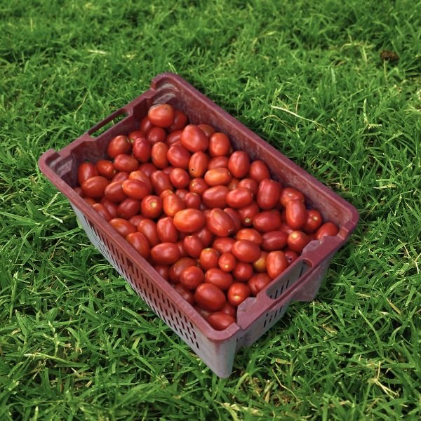 Pomodori Borghetto Salumificio Da Pina Molo di Borbera Borghetto